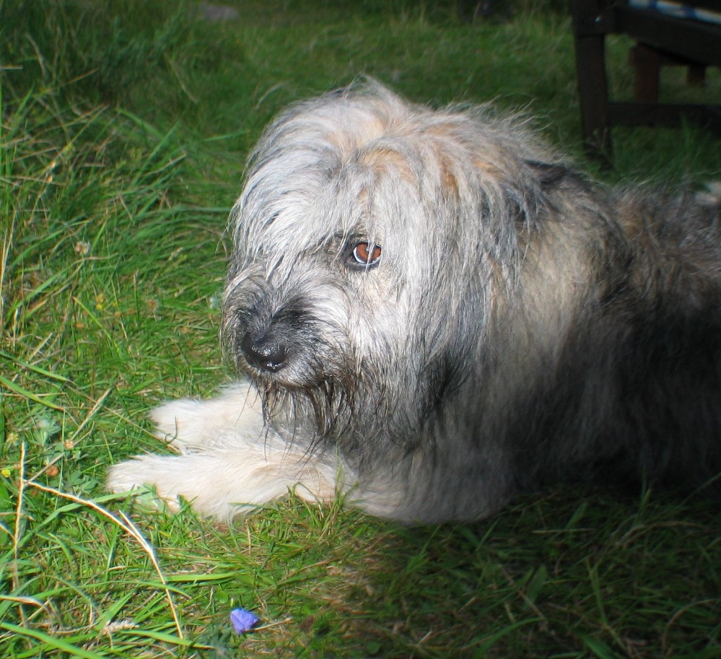 Olaf Hansen's dog? It's really my parent's Rita!